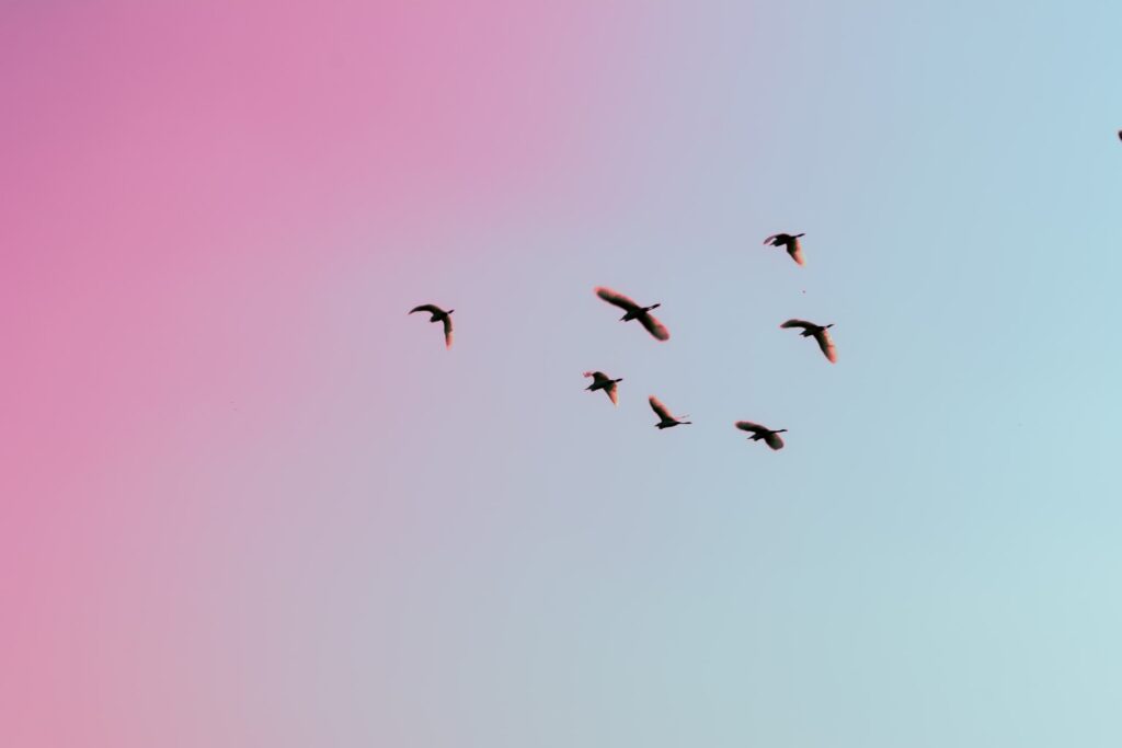 Birds in flight with sorbet sunset.