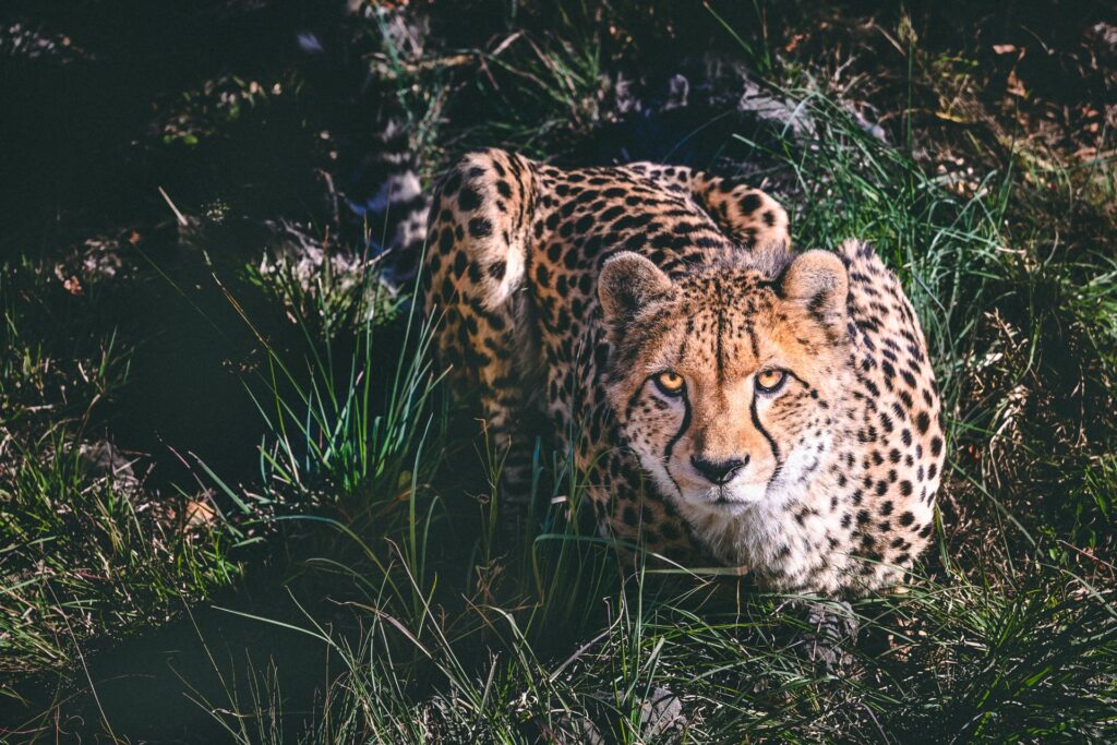 Sitting cheetah.