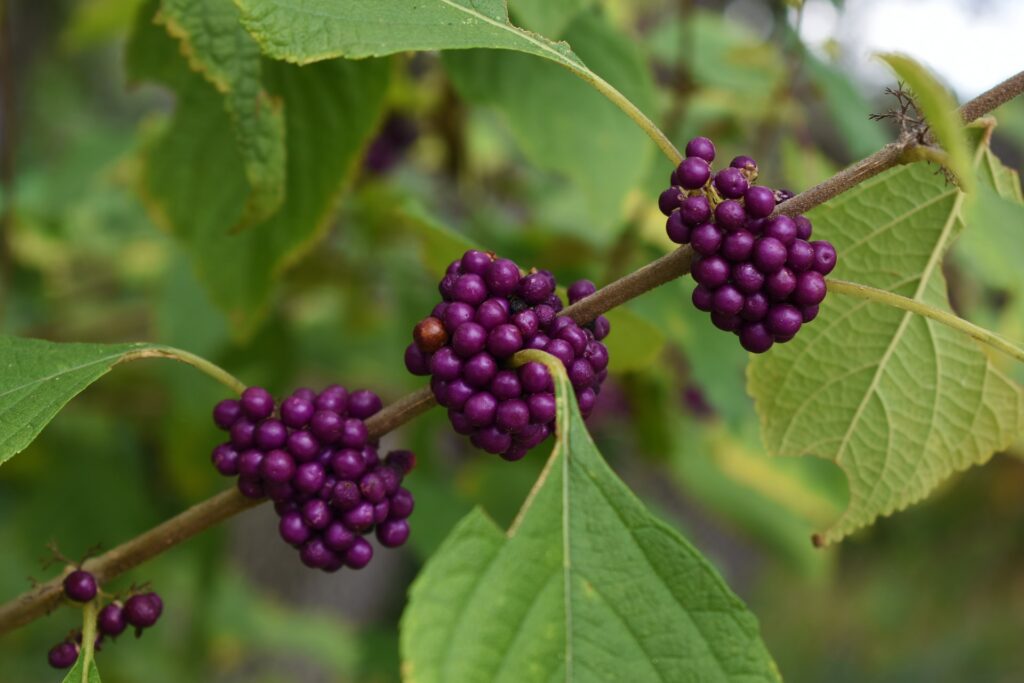 Purple berries on branch.
