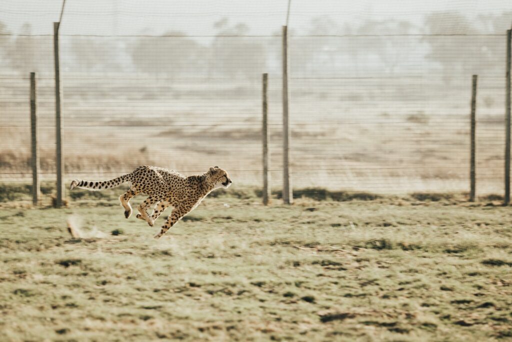 Running cheetah.