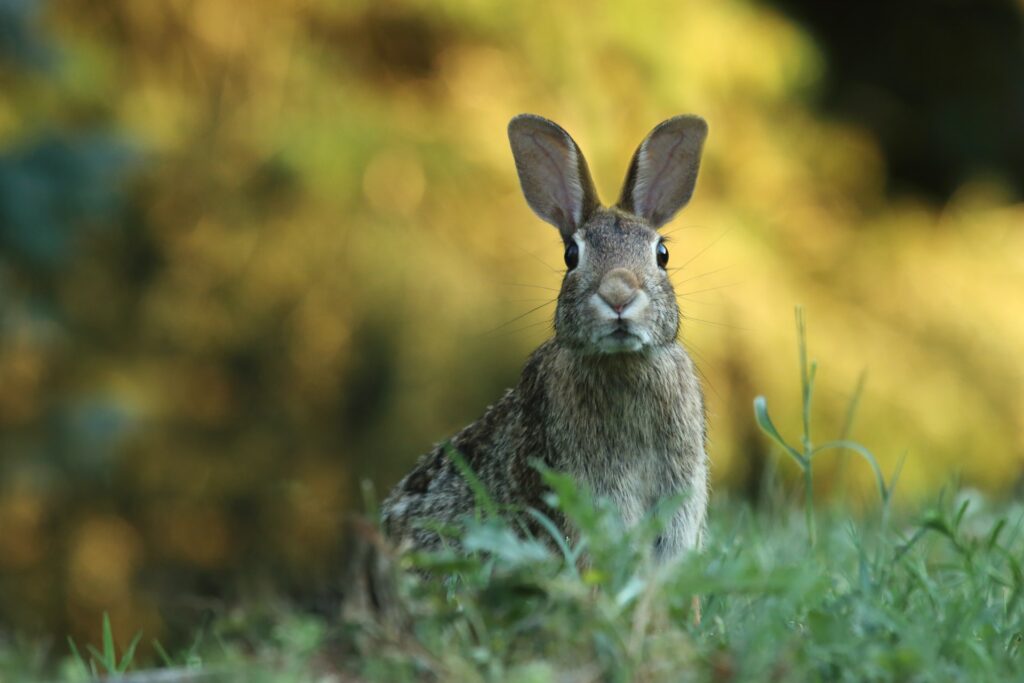 Rabbit in field.